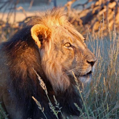 Male lion in morning sun