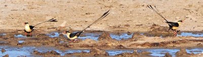 Shaft Tailed Whydah