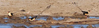 Shaft Tailed Whydah