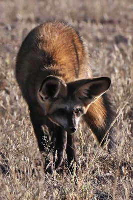 Bat eared fox.jpg