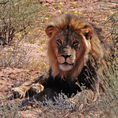 Male lion.jpg
