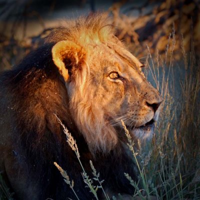 Male Lion 2.jpg