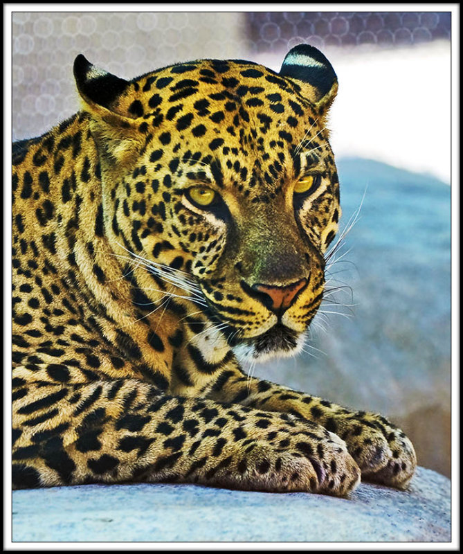 Old and Tired Kitty at the Naples Zoo