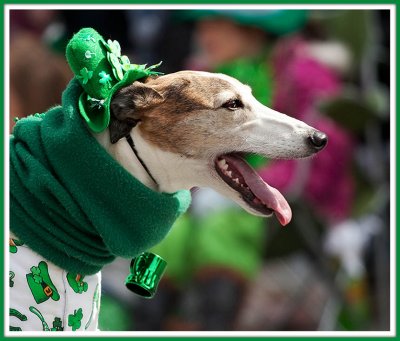 The St. Patrick's Pooch Profile