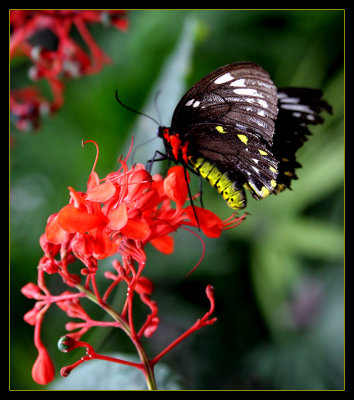 Butterfly Landing