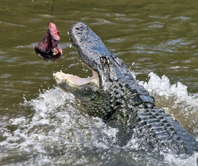 Feeding Time