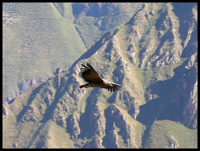 Colca canyon - juvenile condor 2