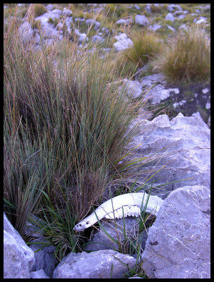 Limestone near Quartelhuain