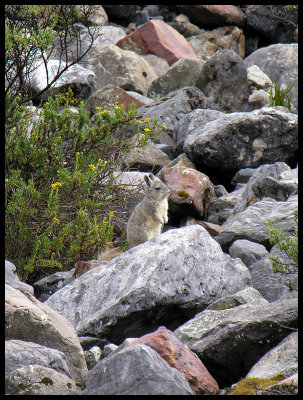 Vizcacha