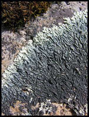 Lichen