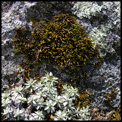Alpine vegetation 1