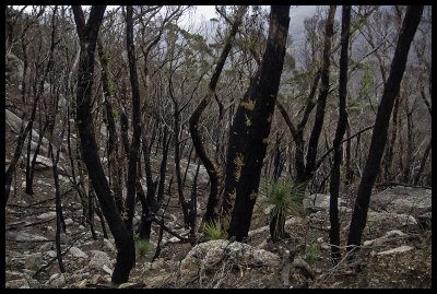 After the fire, slopes of Mt McAlister 1