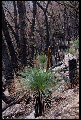 After the fire, slopes of Mt McAlister 2