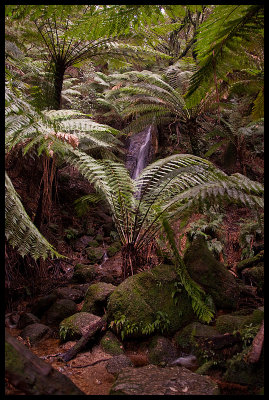 Ferny Glade, Sealers Cove walking track