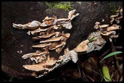 Unidentified bracket fungi 1