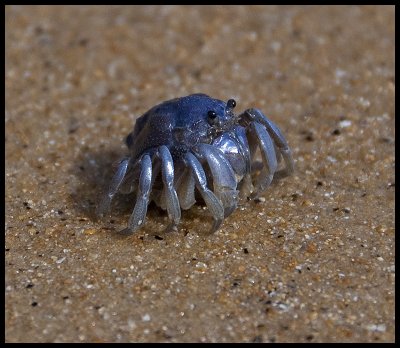 Little blue crab