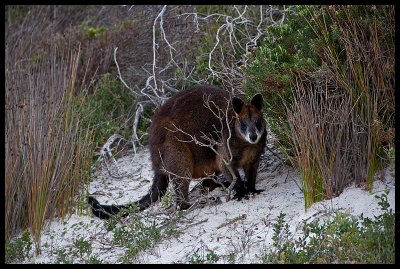 Swamp wallaby