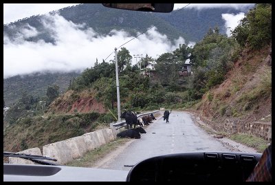 Road cows