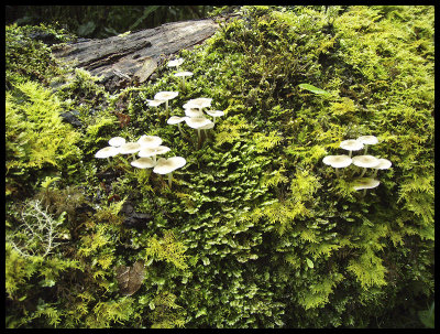 Moss and fungi