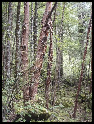 Red birch forest