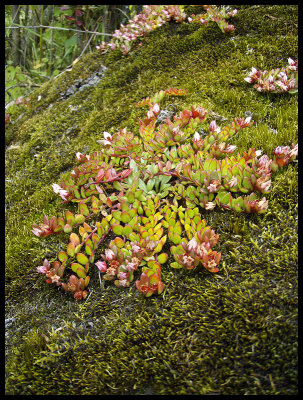 Alpine vegetation