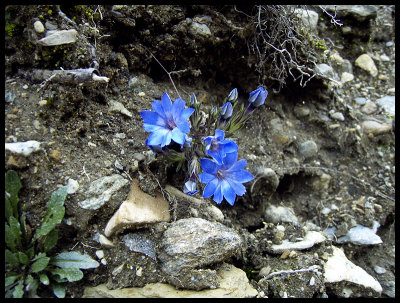 Very blue flowers