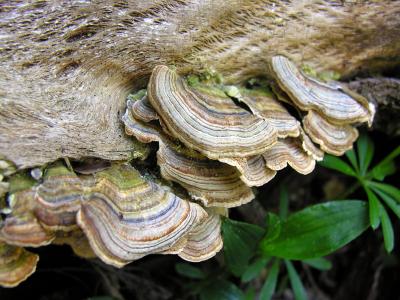 Bracket fungi - Jenolan