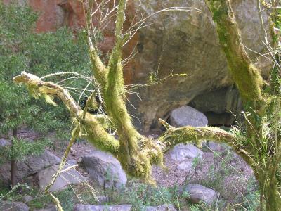Mossy Tree - Devil's Coachhouse