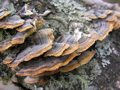 Blue Mountains - bracket fungi2