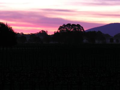 LindenWarrah Vineyard - Milawa