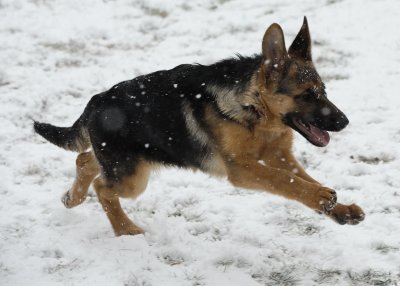 Luke and Inca in the Snow (Dec 2009)