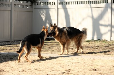 Luke and Inca  in the yard (March 2010)