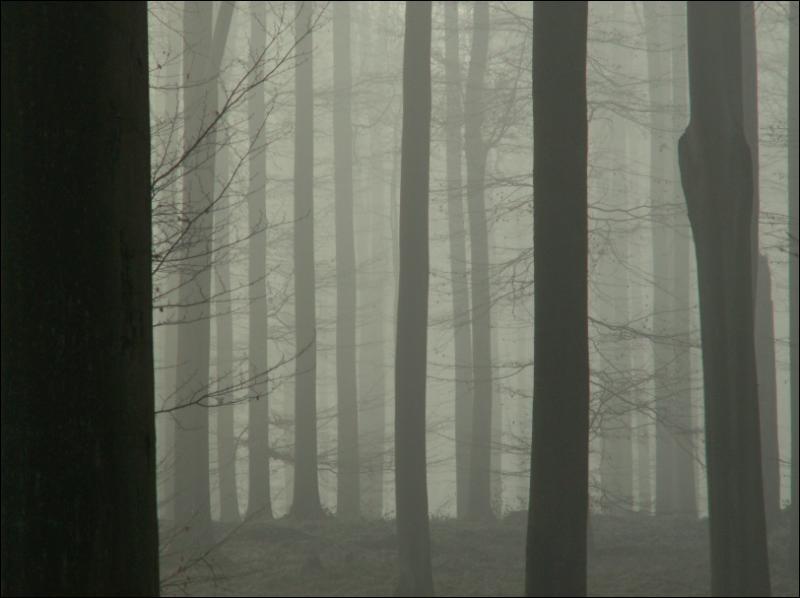 Brouillard dans la futaie (2)