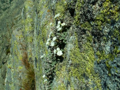 Toujours les mme fleurs blanches coinces entre les rochers... Helichrysum frigidum (merci  Guest !)