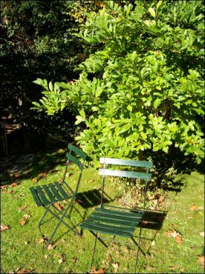 Deux chaises prennent le soleil au coin d'un arbre.