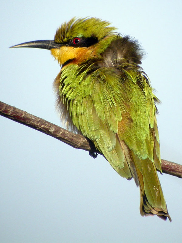 Little Bee-eater, Tanji, The Gambia