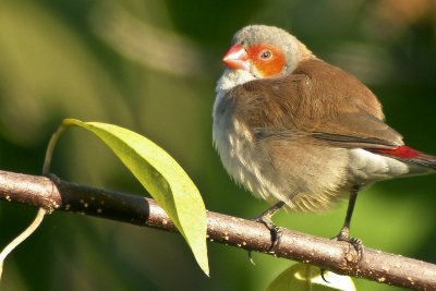 Orange-cheeked waxbill, Tanji, The Gambia