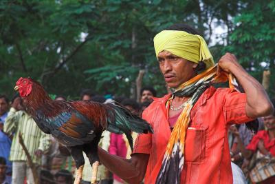 Cockfighting - Chattisgarh - Central India