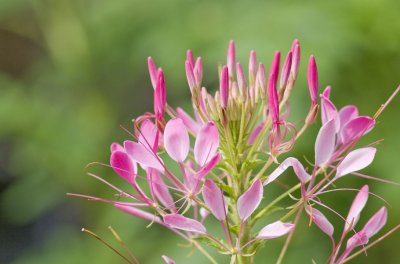 Spider Flower (Cleome hassleriana)