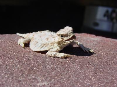  Hornly toad !!!