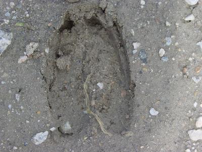  There was three Deer walk through yard early in morning .This is foot print he left !!!!