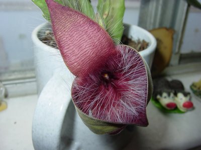  Then this weird looking flower came out on a cactus in my kitchen window !!!