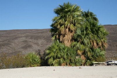 Palms at upper hot springs
