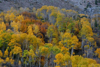 Look's like some of the Aspen are still green !!!