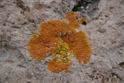Nice colorful rock moss !!!