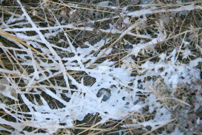 Iced frozen weeds .