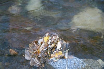 Pile frozen leaves in creek .