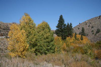 Lower altitude on backroad to Bishop brought use some awesome colors.