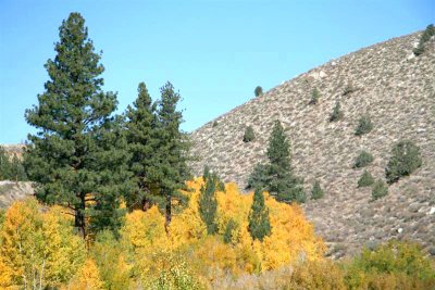 I like the way green of pines sets off the yellow of the aspen .!!!
