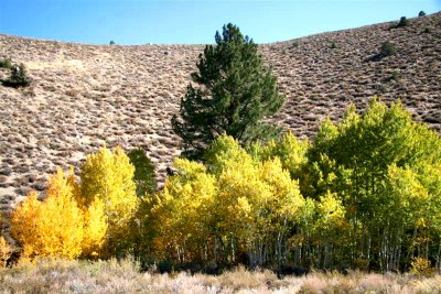 In this photo a few of the aspens are still green !!!